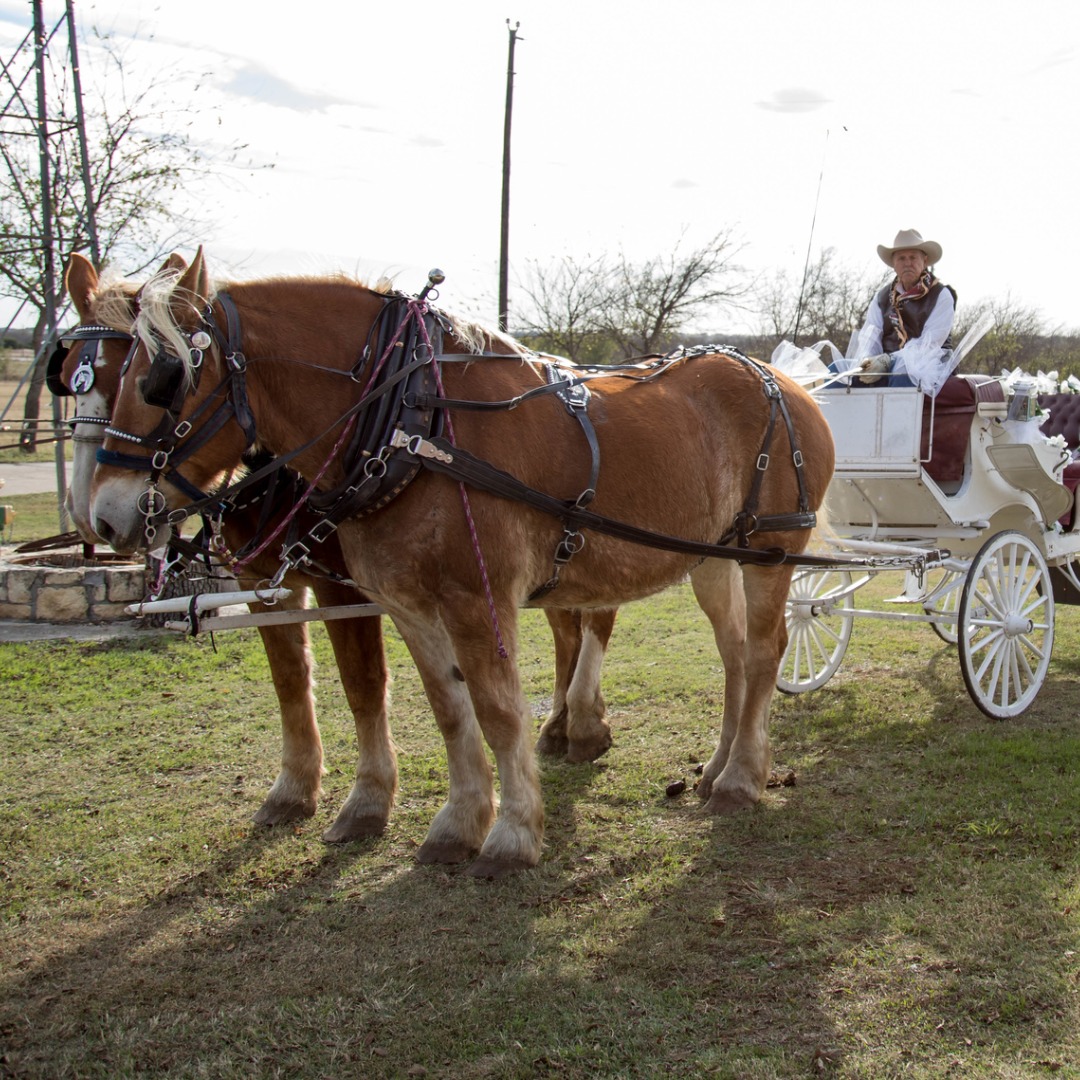 horse drawn carriage